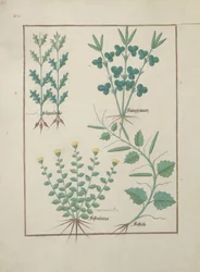 Ms Fr. Fv VI #1 fol.132v Fila superior: Filipendula. Fila inferior: Fistularia y Faseolus, ilustración del Libro de las medicinas simples, por Mattheaus Platearius (d.c.1161) c.1470